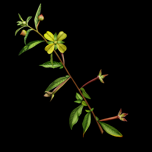 Ludwigia Octavalis