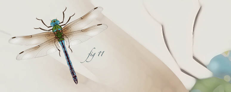 Dragonfly Illustration