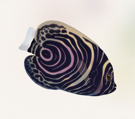 Emperor Angelfish illustration